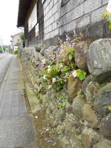 In Japan flowers even grow out of the cracks in rock walls!