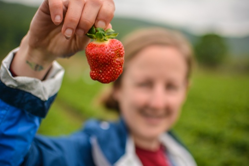 Blog Strawberries!!! (Photos by Kelley Van Dilla) (16 of 24)